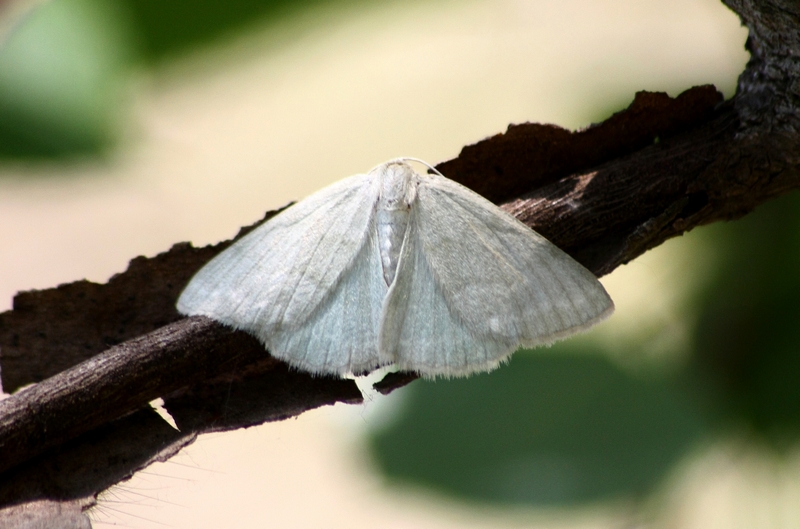 2 geometridae da ID